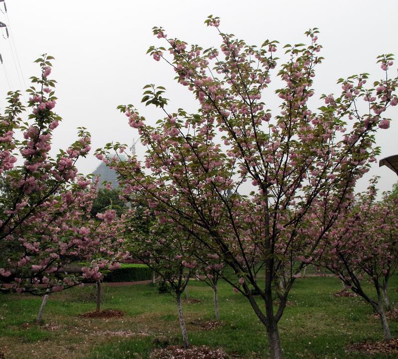 20120414Զ3.8 026.jpg