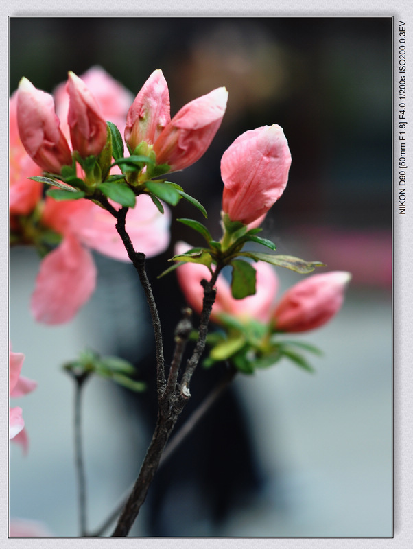 dsc_0141qq.jpg
