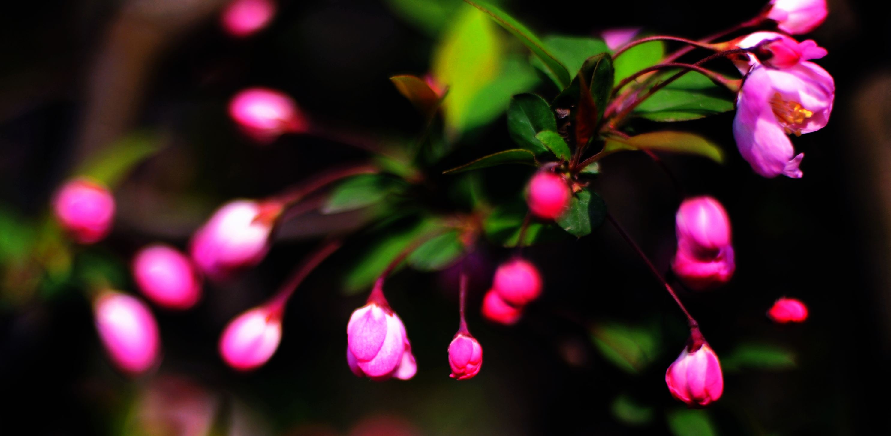 dsc_3333.jpg
