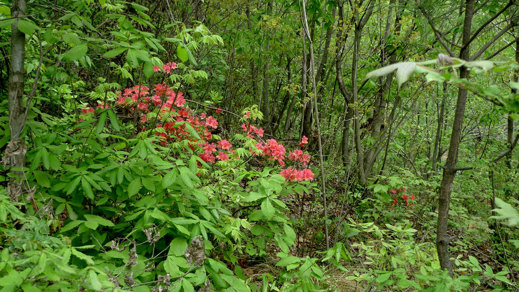 p1080611.jpg