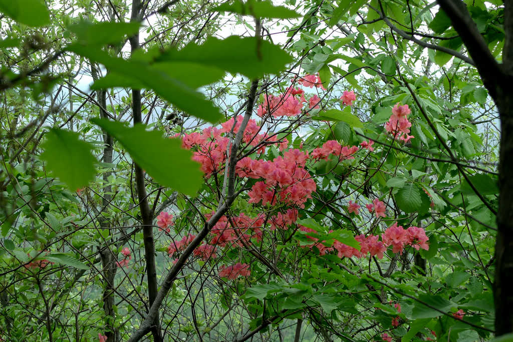 p1080625.jpg