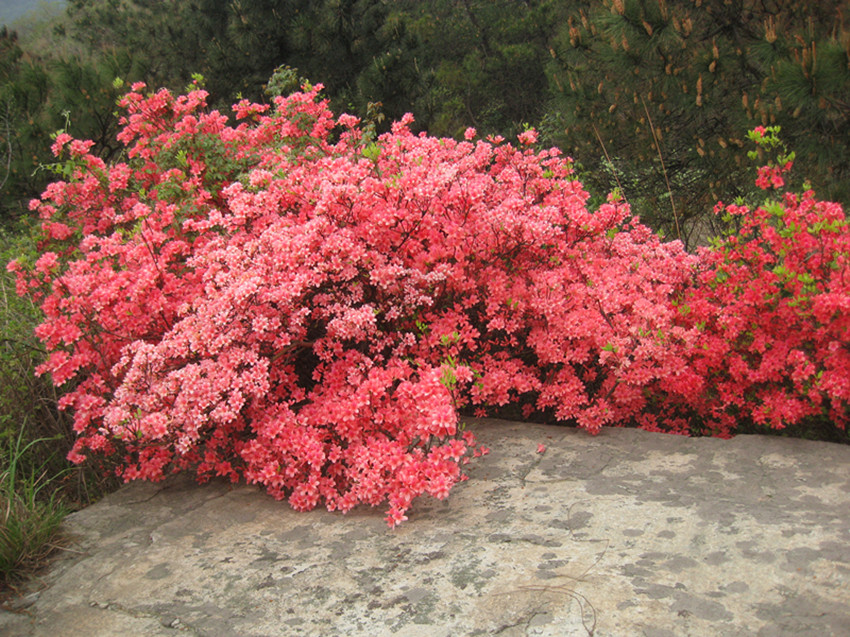2012.4.17ײɽ 008_.jpg
