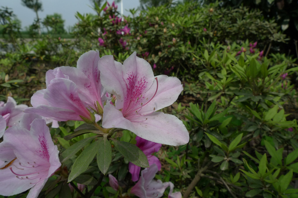 p1080787.jpg