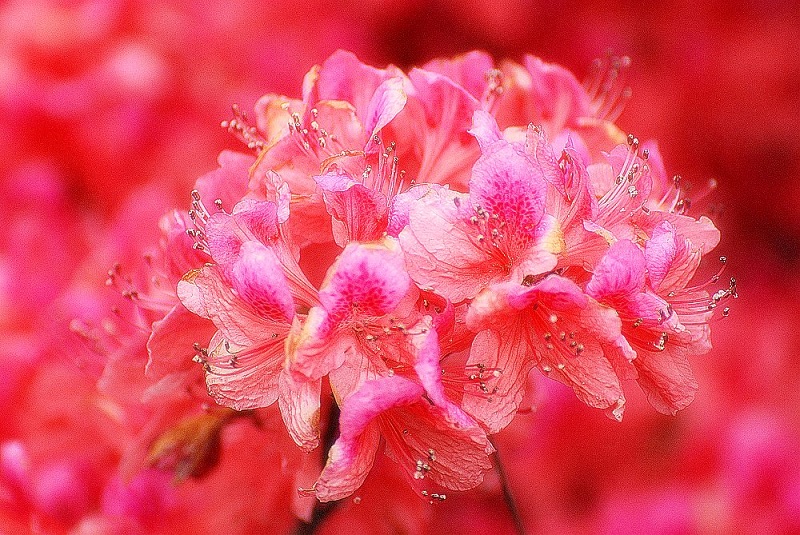 dsc_0097.jpg