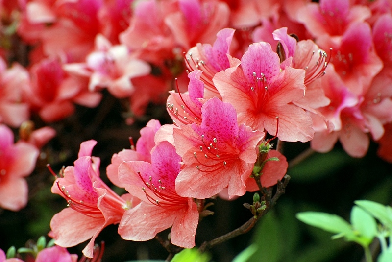 dsc_0114a.jpg