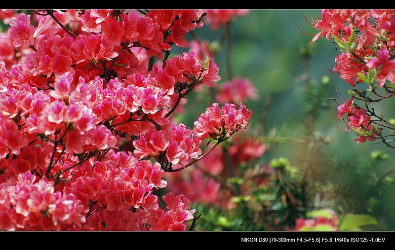 dsc_0141a.jpg