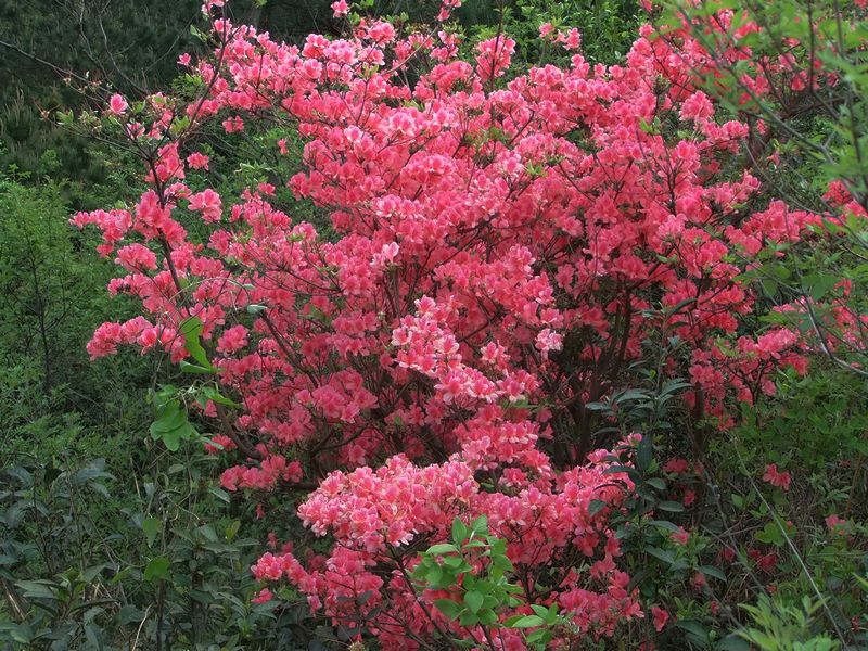 dscf7926.jpg