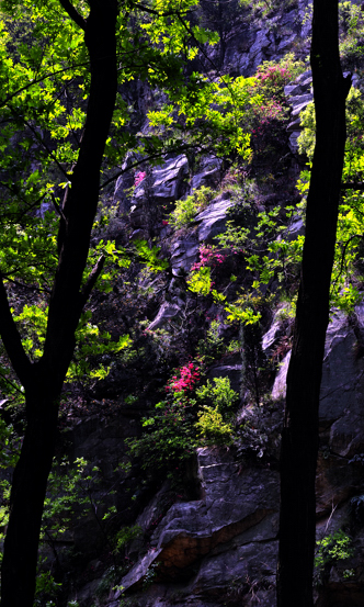 _dsc1386a.jpg