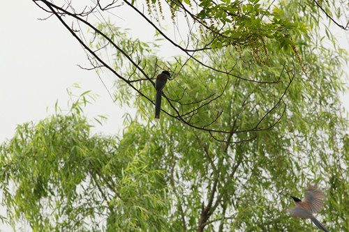 201204291.jpg