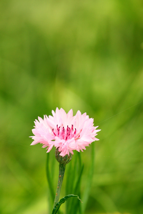 201204298.jpg