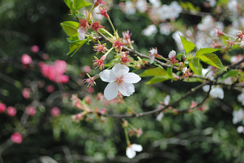 dsc_0056_.jpg