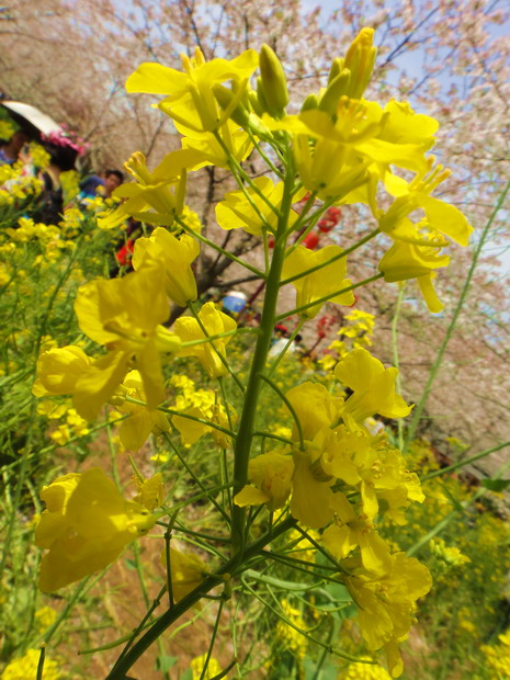 dsc06328.jpg