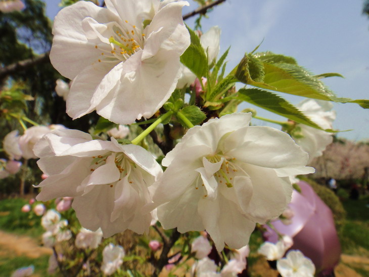 dsc06338.jpg