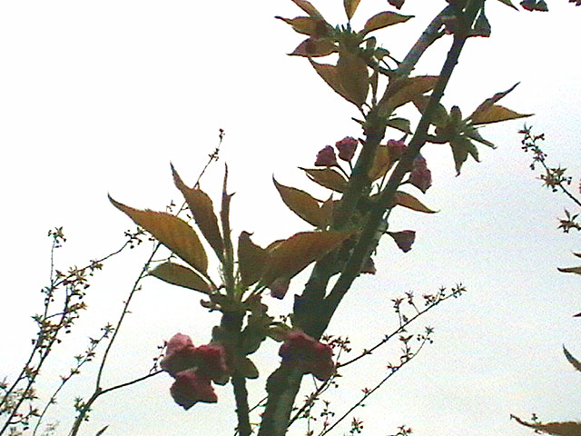 imga0513_.jpg