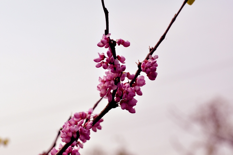 dsc_0030.jpg