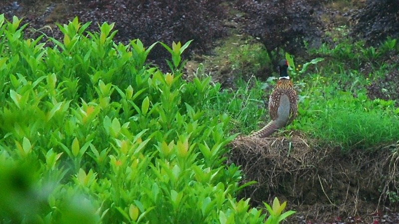 dsc_8113.jpg