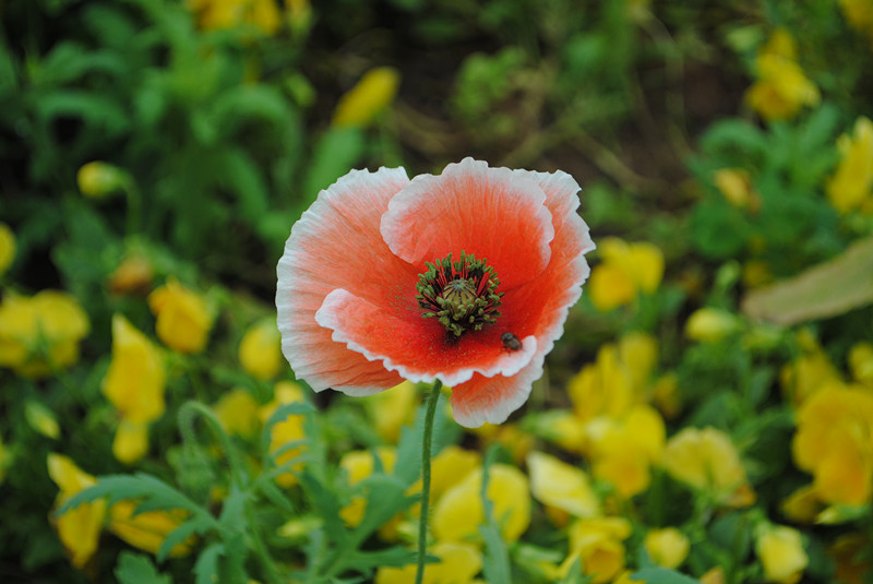 dsc_0165_.jpg