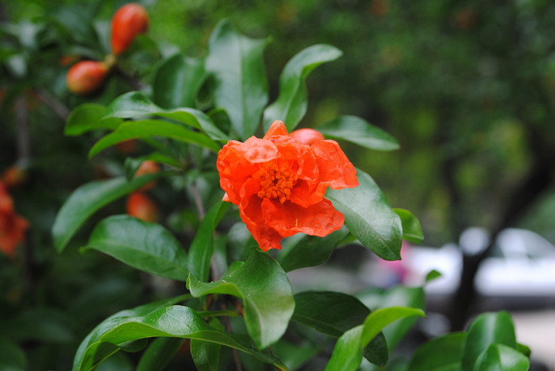 dsc_0336_.jpg