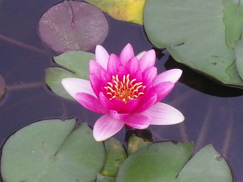 imgp3325.jpg