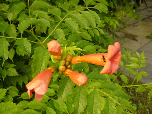 p1020636_.jpg