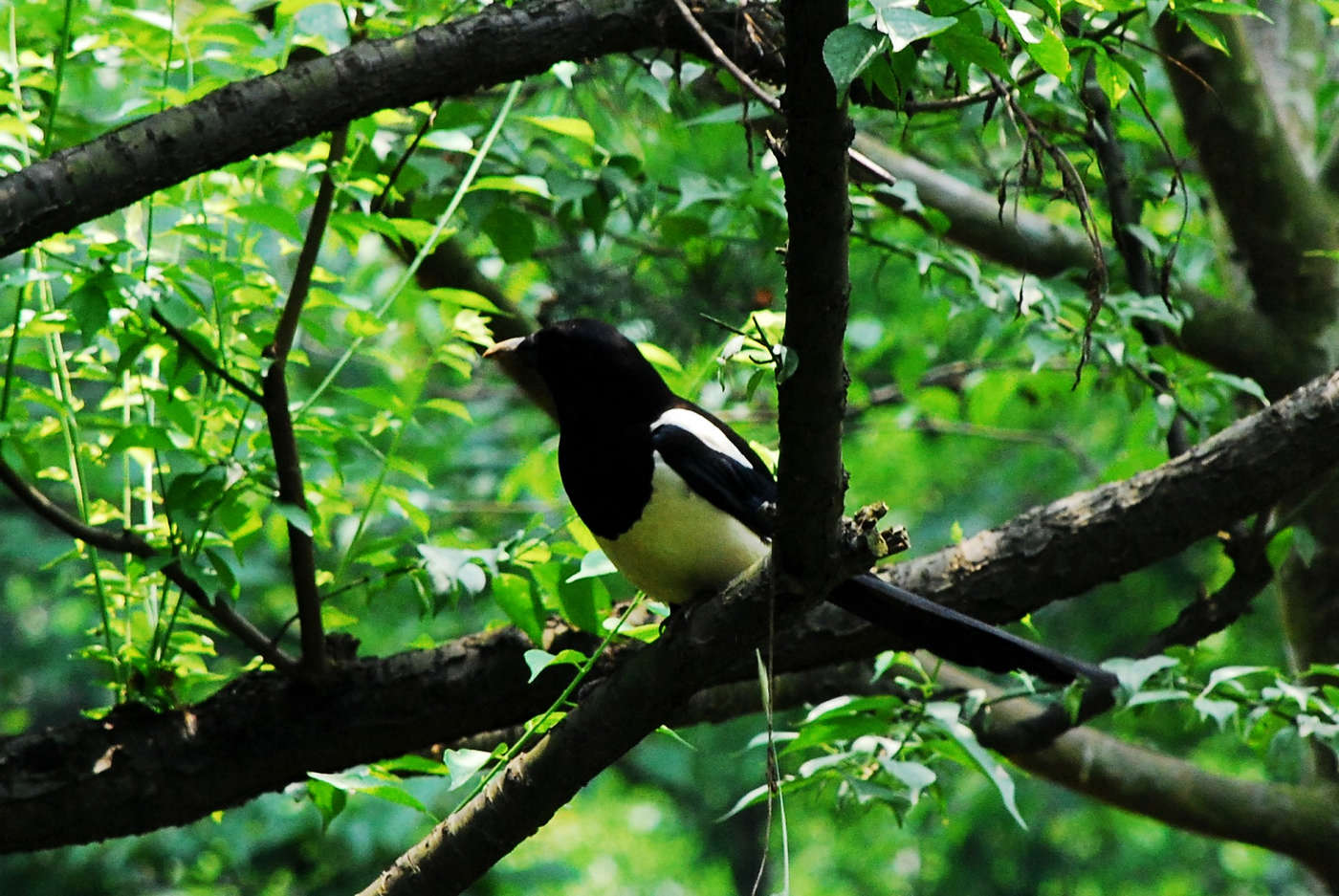 neo_img_jia 067_conew1.jpg