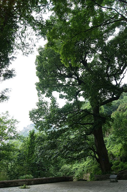 dsc00721.jpg