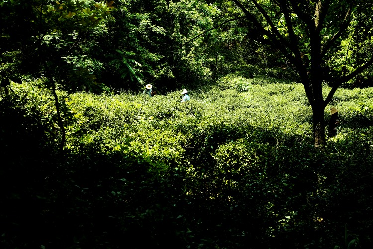 _mg_1452.jpg