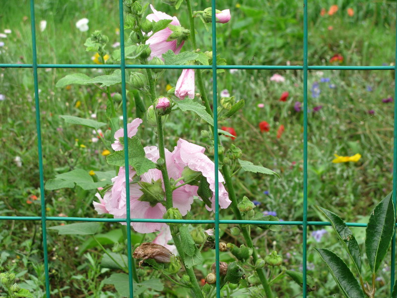 img_4433_СС.jpg