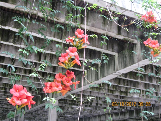 cafv550233.jpg