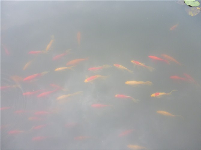 psbca9qi4o0.jpg