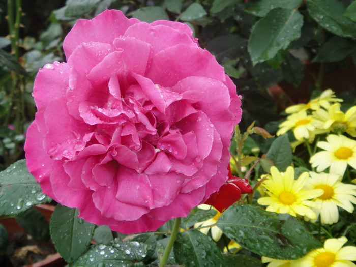 dsc02619.jpg