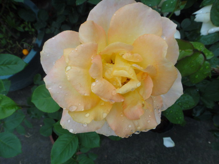 dsc02642.jpg