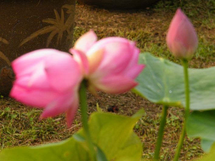 neo_img_dscf9984.jpg