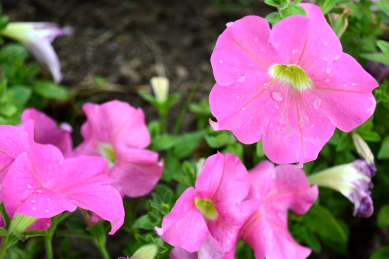 456 002_conew1.jpg