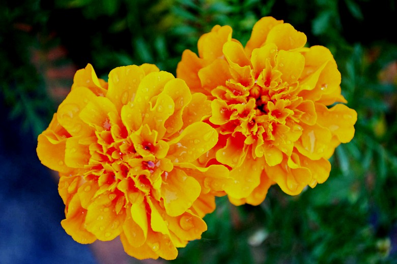 456 007_conew1.jpg