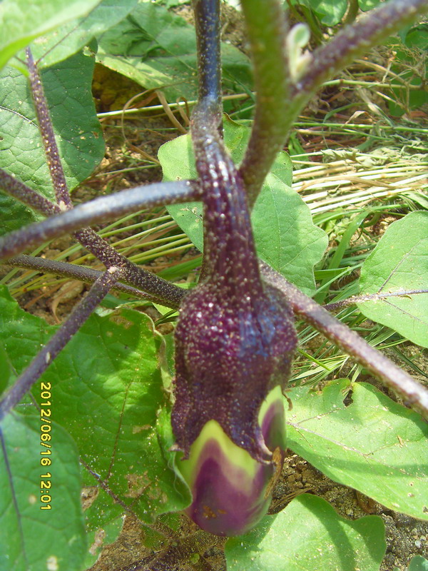 sdc10762.jpg