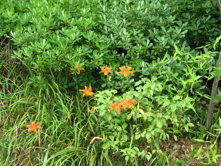img_4393_СС.jpg