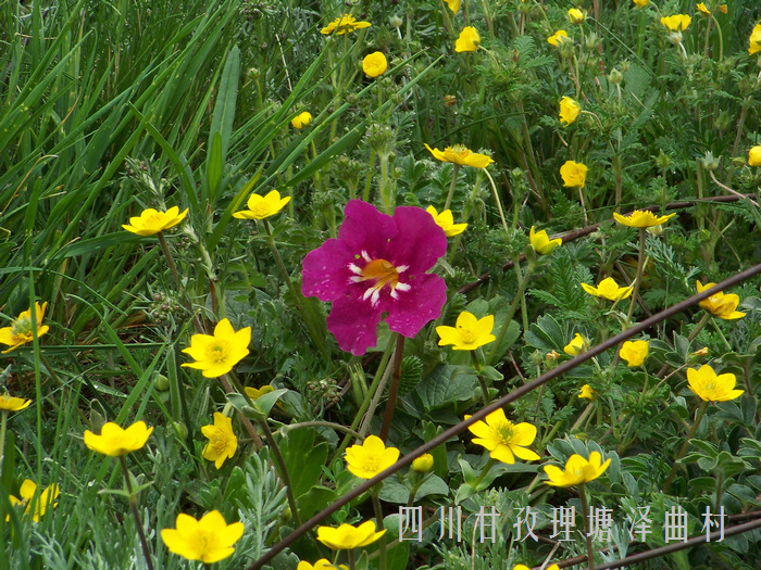 20110618bĴ (64)jz.jpg
