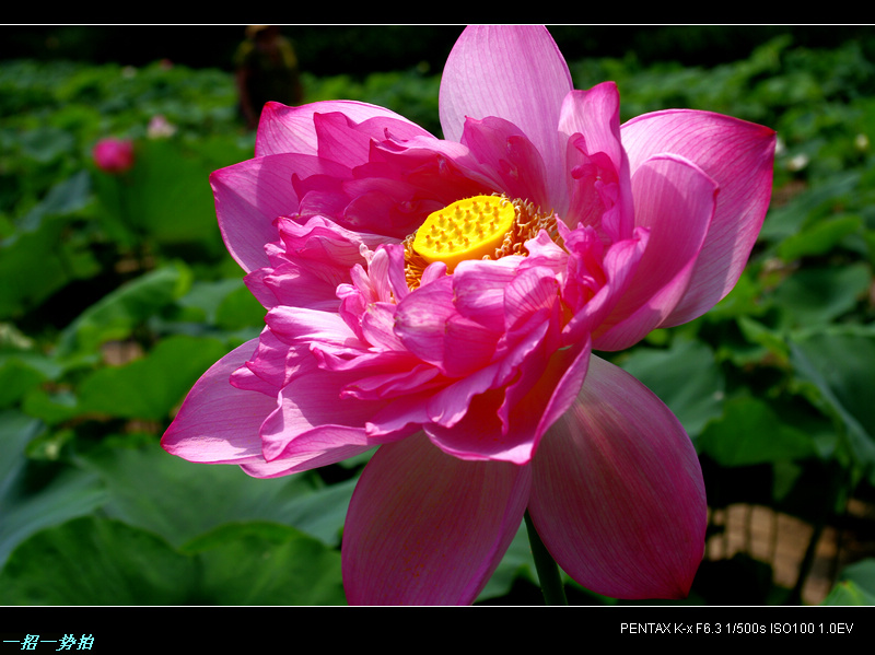 imgp0469.jpg