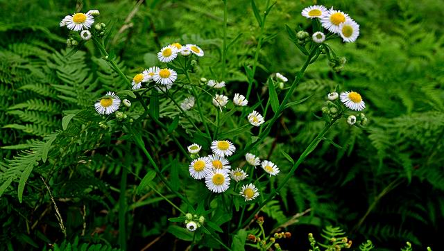 С dsc_0818.jpg