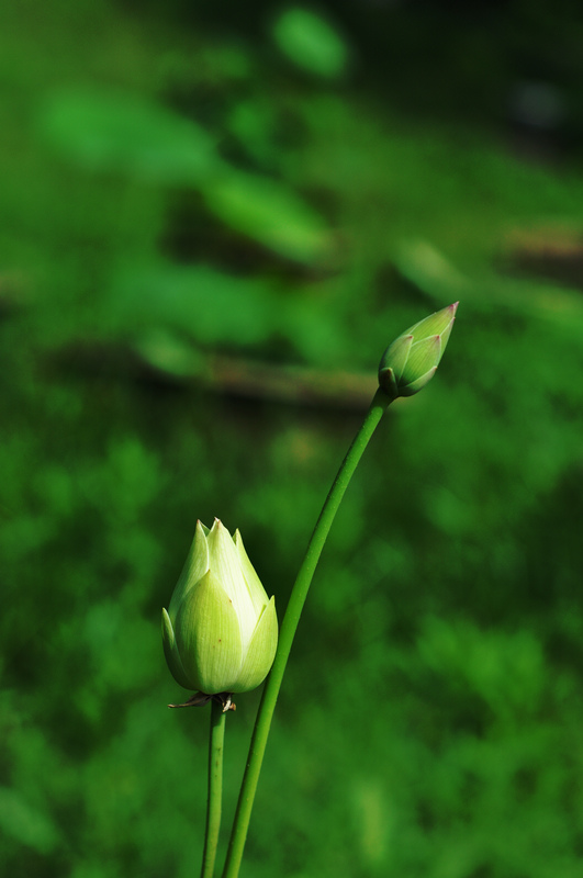 dsc_0577a.jpg
