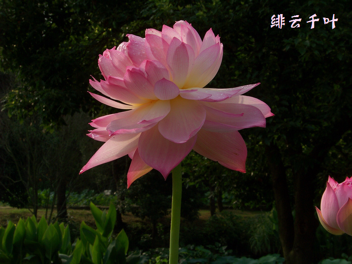 20120623eɻ (26)ǧҶ.jpg