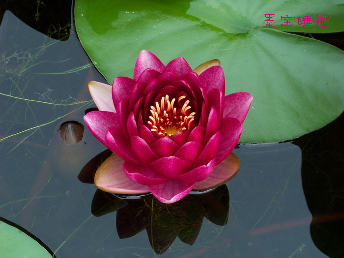 20120609i人ֲ԰ī˯ (13).jpg