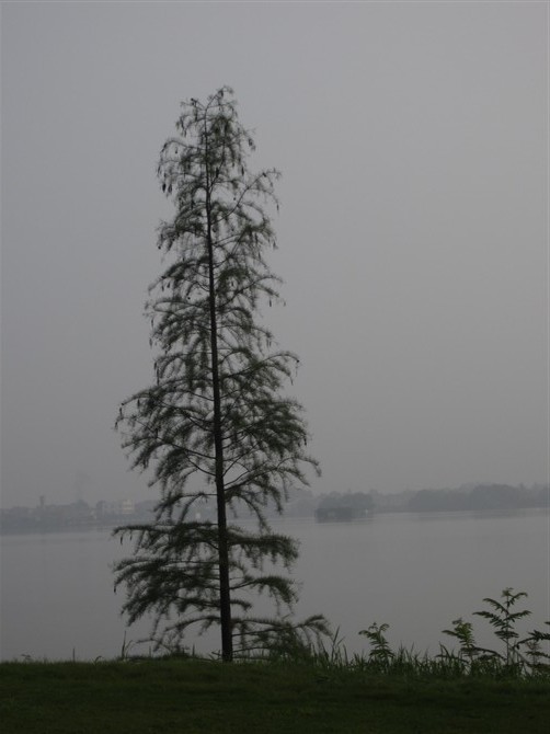 z9.jpg