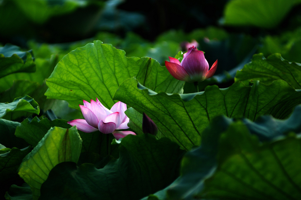 dsc_0627.jpg