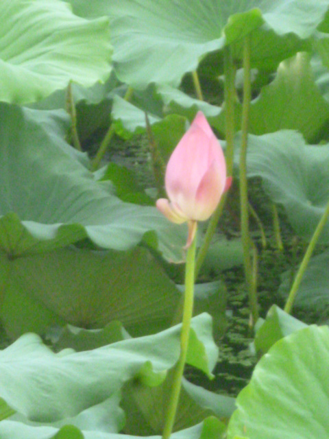 p1050713.jpg