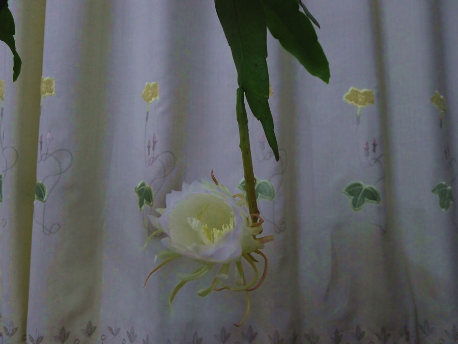 p1000968-1.jpg