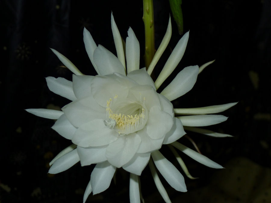 p1010023-1.jpg