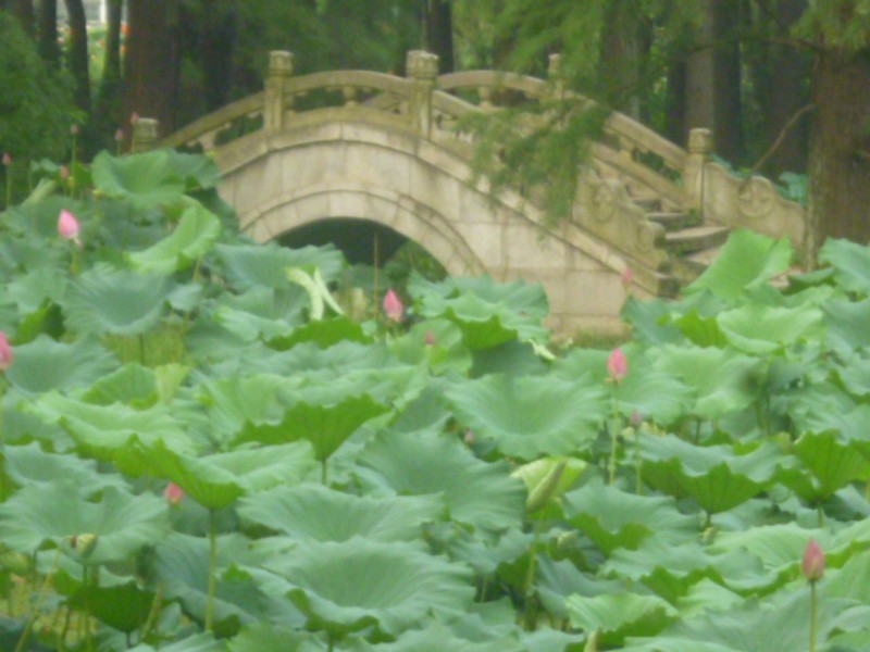 conew_p1050705.jpg