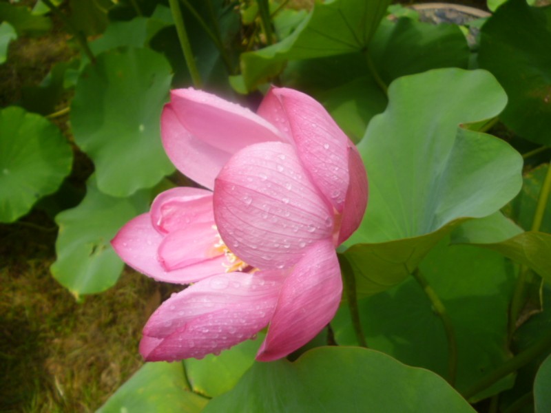 conew_p1050534.jpg